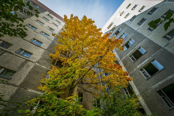 parlak üç renkli akçaağaç Pripyat terk edilmiş yüksek binalar bahçesinde filiz