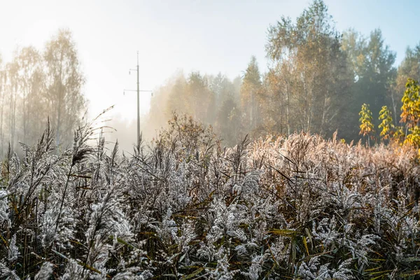 Pelare Power Linjen Snår Vass Gryningen — Stockfoto