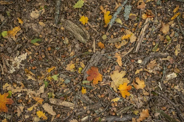 Tapis Automne Partir Feuilles Glands Tombés — Photo