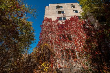 Terk edilmiş şehrin kırmızı yaprakları ile yabani üzüm üzüm ile kaplı çok katlı daire