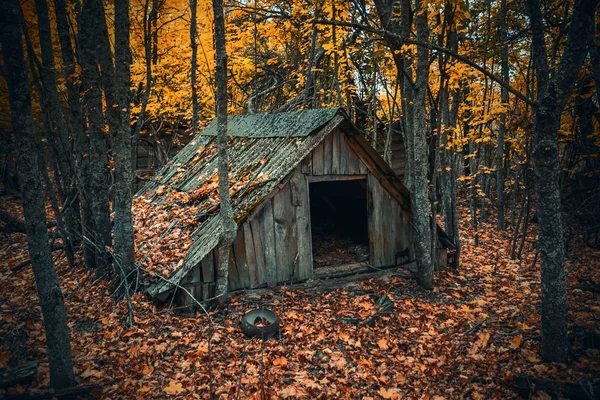 Maison Abandonnée Envahie Par Des Plantes Sauvages Qui Ont Commencé — Photo