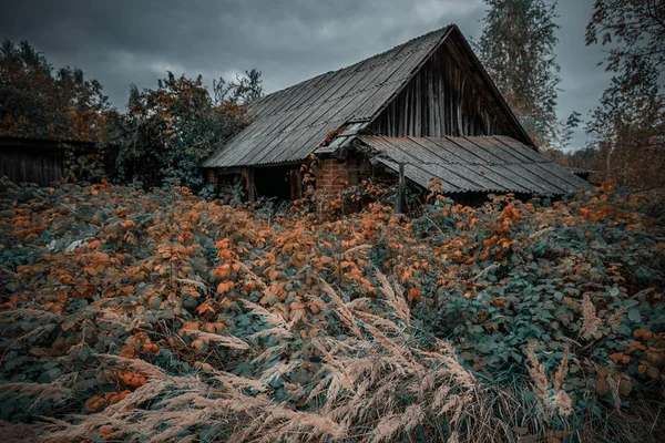 Casa Abandonada Coberto Com Plantas Selvagens Que Começou Amarelo Zona — Fotografia de Stock