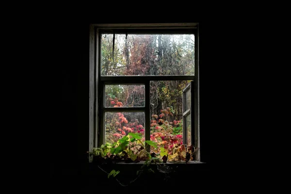 Vista Desde Ventana Del Patio Otoño Desde Casa Oscura — Foto de Stock