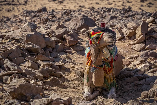Camel Rocky Desert Background — Stock Photo, Image
