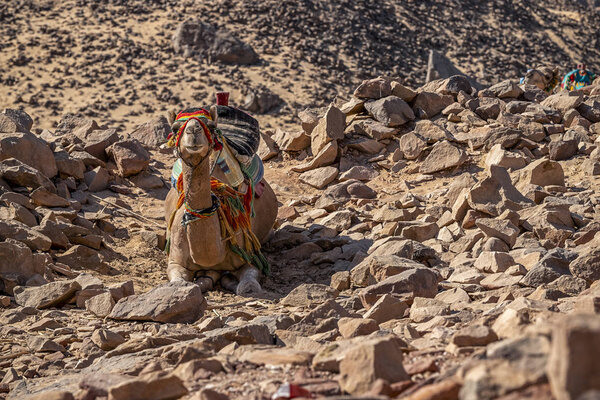 camel against a rocky desert background