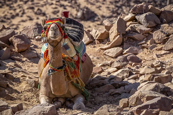 骆驼在岩石沙漠背景 — 图库照片