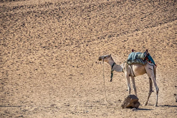 Cammello Sullo Sfondo Del Deserto — Foto Stock