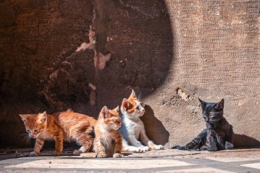 Küçük yavru kedi, annemin camide granit merdiven üzerinde oynanır