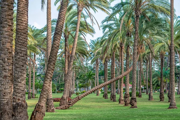 Pełni Obsadzone Palm Drzew Rosną Równomiernie Wzdłuż Korytarzy Parku Narodowym — Zdjęcie stockowe