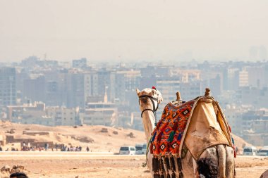 Sfenks anıt büyük piramitler güneşli bir arka planı