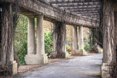  kasvetli ve karanlık koridor Bush'larda kaplıydı sütunlarla
