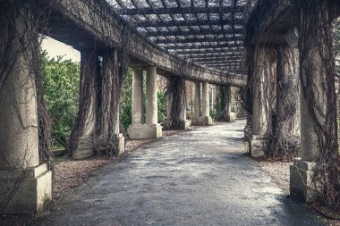  kasvetli ve karanlık koridor Bush'larda kaplıydı sütunlarla