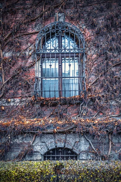 ヴロツワフの国立博物館の信じられないほど素晴らしい壁は枝編み細工品の茂みで覆われている 神秘的な Windows 通行人を怖がらせる — ストック写真