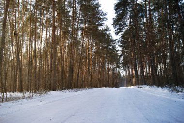 inanılmaz derecede güzel ve gizemli kış orman