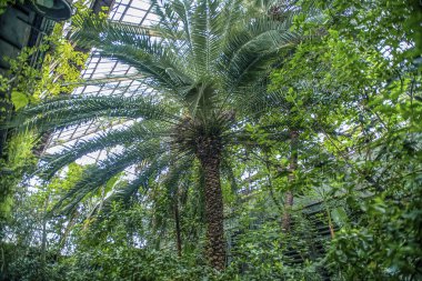 içinde bir sera ile çok sayıda farklı tropikal bitkiler, - resim