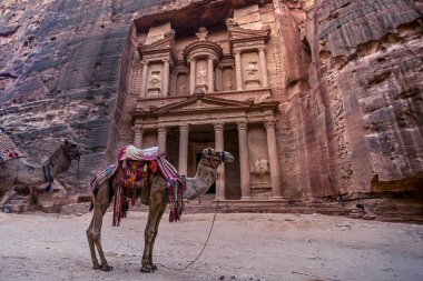 Al Khazneh mezarının önünde duran deve. Petra, Ürdün hazine mezarı-görüntü, seçici odak