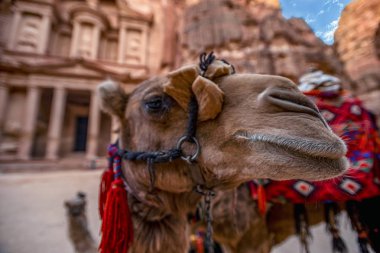 Al Khazneh mezarının önünde duran deve. Petra, Ürdün hazine mezarı-görüntü, seçici odak