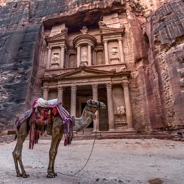 Camello Pie Frente Tumba Khazneh Tumba Del Tesoro Petra Jordania —  Fotos de Stock