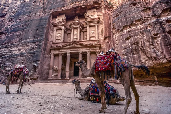 Deve Khazneh Mezarının Önünde Dikiliyor Ayakta Duruyorlar Petra Ürdün Hazine — Stok fotoğraf