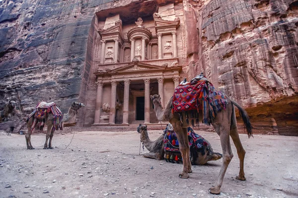 Kameler Och Står Framför Khazneh Grav Treasury Grav Petra Jordanien — Stockfoto