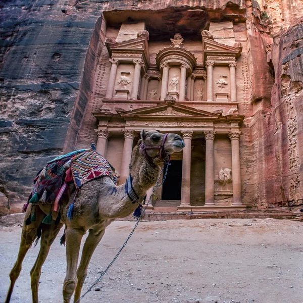 Khazneh Mezarının Önünde Duran Deve Petra Ürdün Hazine Mezarı Görüntü — Stok fotoğraf