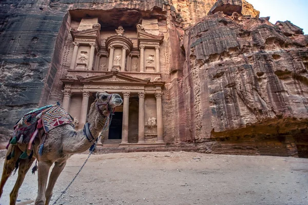 Khazneh Mezarının Önünde Duran Deve Petra Ürdün Hazine Mezarı Görüntü — Stok fotoğraf