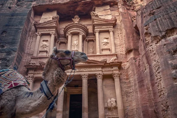 Camel Stoi Przed Grobowcem Khazneh Skarb Skarbu Petra Jordania Wizerunek — Zdjęcie stockowe