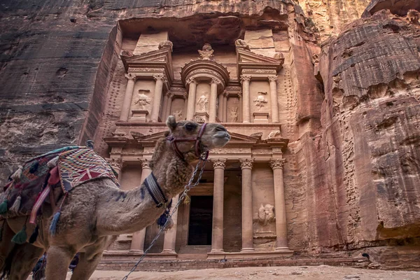 Khazneh Mezarının Önünde Duran Deve Petra Ürdün Hazine Mezarı Görüntü — Stok fotoğraf