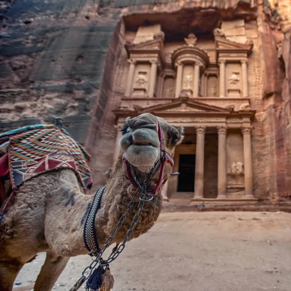 骆驼站在哈兹尼墓前 约旦佩特拉的国库墓 选择性焦点 — 图库照片