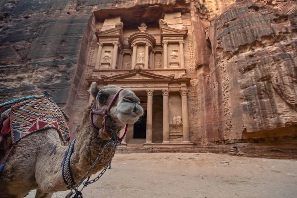 Camelo Frente Túmulo Khazneh Túmulo Tesouro Petra Jordânia Imagem Foco — Fotografia de Stock