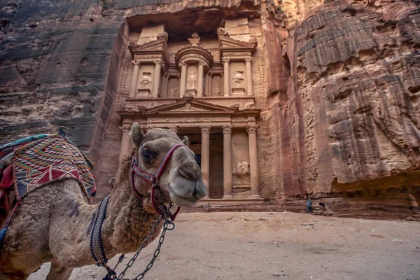 Velbloud Stojící Před Hrobkou Khazneh Státní Hrobka Petra Jordana Image — Stock fotografie