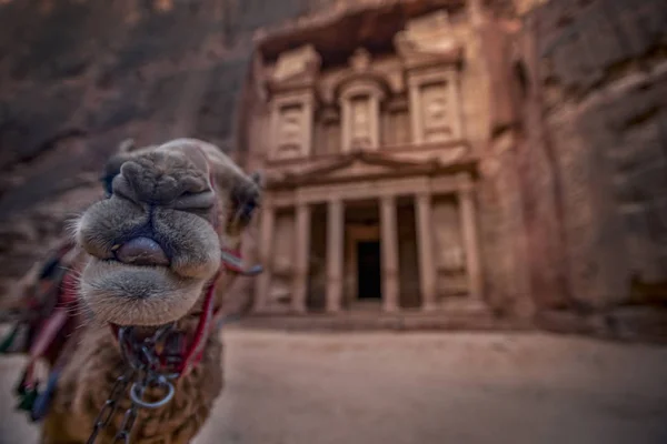 Camello Pie Frente Tumba Khazneh Tumba Del Tesoro Petra Jordania —  Fotos de Stock