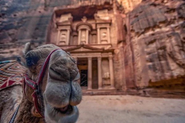 Camello Pie Frente Tumba Khazneh Tumba Del Tesoro Petra Jordania —  Fotos de Stock