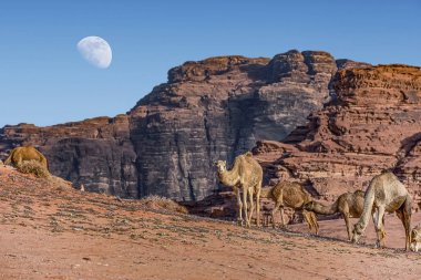 büyük ay yukarıda olan Ürdün çölünde Wadi Rum 'da inanılmaz ay ortamında deve. Wadi Rum, ay Vadisi olarak da bilinir, Ürdün-görüntü