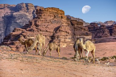 büyük ay yukarıda olan Ürdün çölünde Wadi Rum 'da inanılmaz ay ortamında deve. Wadi Rum, ay Vadisi olarak da bilinir, Ürdün-görüntü