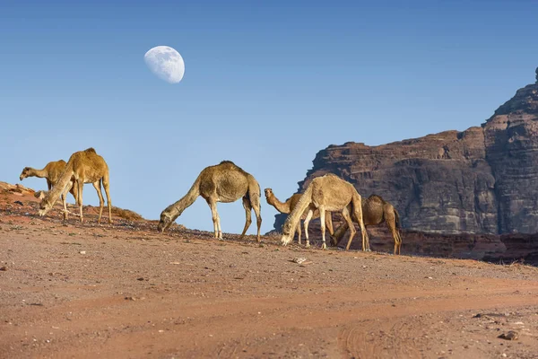 Büyük Yukarıda Olan Ürdün Çölünde Wadi Rum Inanılmaz Ortamında Deve — Stok fotoğraf