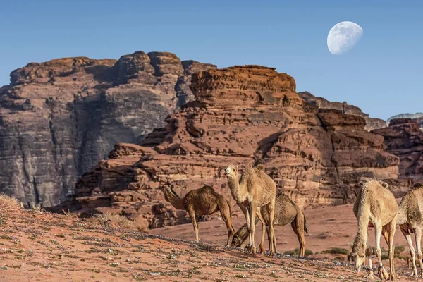 Camelos Incrível Paisagem Lunar Wadi Rum Deserto Jordânia Com Enorme — Fotografia de Stock