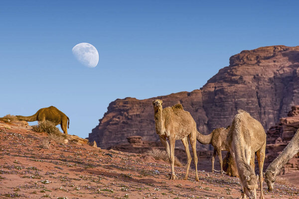верблюды в невероятном лунном ландшафте в Вади Рам в иорданской пустыне с огромной луной наверху. Вади Рам также известен как Долина Луны, Иордания - Изображение
