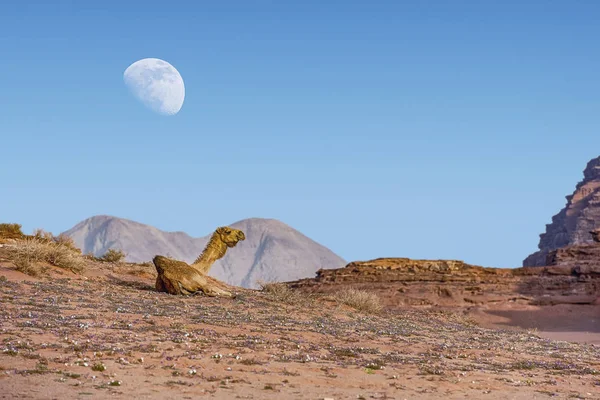 Chameaux Dans Incroyable Paysage Lunaire Wadi Rum Dans Désert Jordanien — Photo