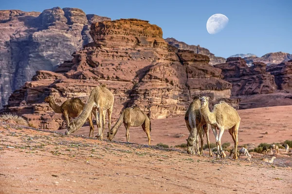 Büyük Yukarıda Olan Ürdün Çölünde Wadi Rum Inanılmaz Ortamında Deve — Stok fotoğraf