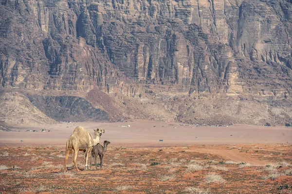 Büyük Yukarıda Olan Ürdün Çölünde Wadi Rum Inanılmaz Ortamında Deve — Stok fotoğraf