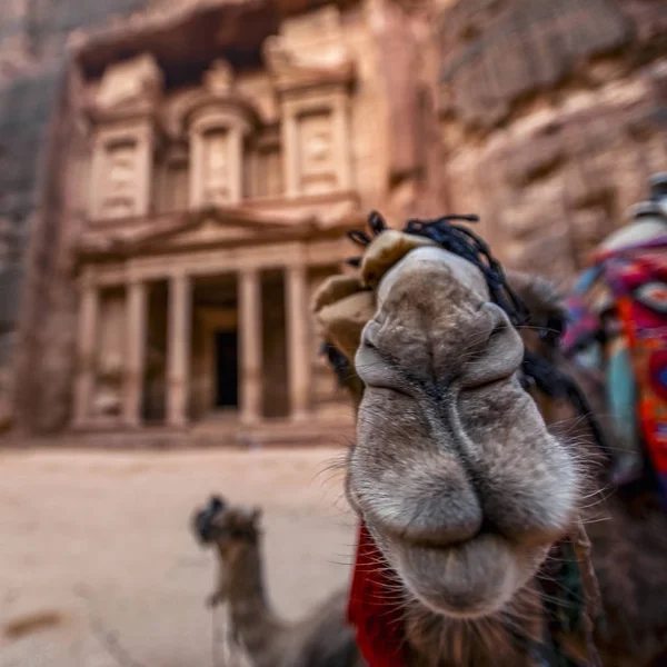 Camellos Están Tendidos Frente Tumba Khazneh Tumba Del Tesoro Petra —  Fotos de Stock