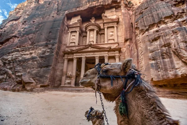 Camels Laying Front Khazneh Tomb Treasury Tomb Petra Jordan Image — Stok fotoğraf