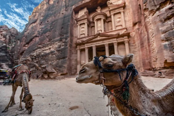 Deve Khazneh Mezarının Önünde Dikiliyor Ayakta Duruyorlar Petra Ürdün Hazine — Stok fotoğraf