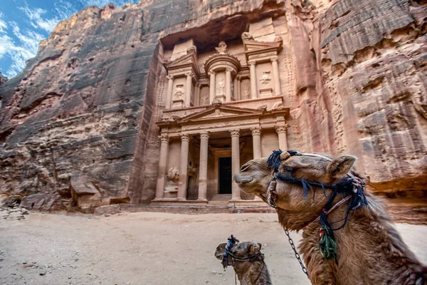 ラクダは アルカズネの墓の前に敷設されています ペトラの宝庫 ヨルダン 選択的焦点 — ストック写真