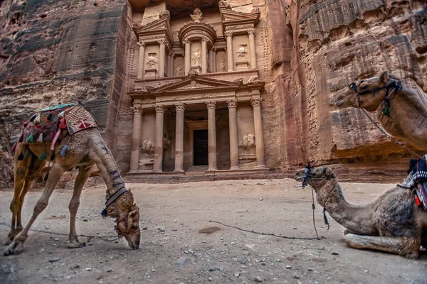 Deve Khazneh Mezarının Önünde Dikiliyor Ayakta Duruyorlar Petra Ürdün Hazine — Stok fotoğraf