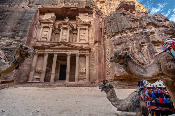 Wielbłądy Układają Się Stoją Przed Grobowcem Khazneh Skarb Skarbu Petra — Zdjęcie stockowe