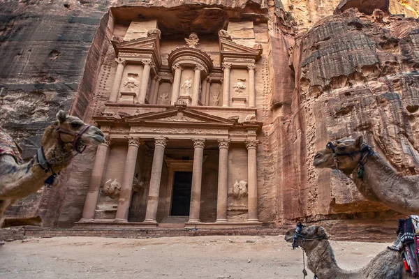 ラクダは カズネの墓の前に敷設され 立っています ペトラの宝庫 ヨルダン 選択的焦点 — ストック写真