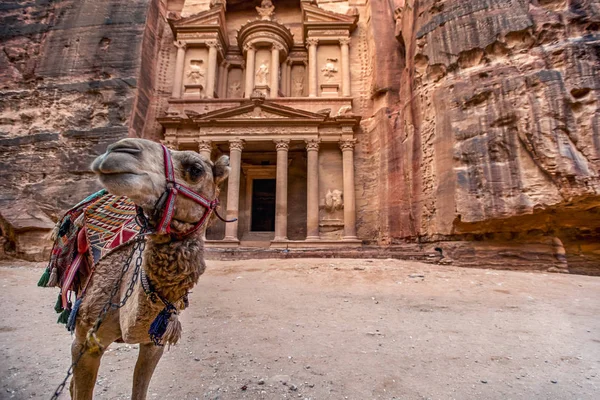 Khazneh Mezarının Önünde Duran Deve Petra Ürdün Hazine Mezarı Görüntü — Stok fotoğraf