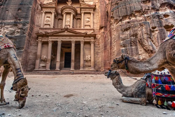 Deve Khazneh Mezarının Önünde Dikiliyor Ayakta Duruyorlar Petra Ürdün Hazine — Stok fotoğraf